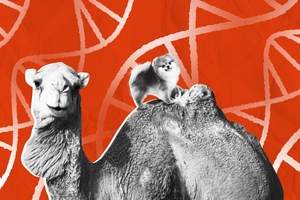 От шпица до верблюда: как в России работает рынок клонирования животных?