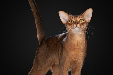 Абиссинского кота из России признали самым красивым в мире