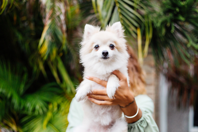 Самой дорогой собакой в Москве стала мальтийская болонка за 2,2 млн рублей