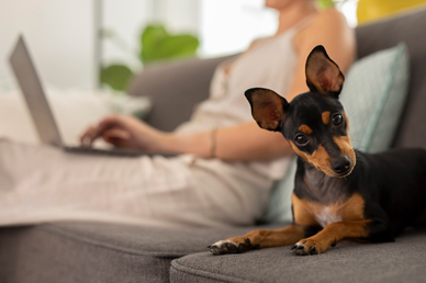 Юрист Комагина: в новом законопроекте об изъятии животных есть слабые места