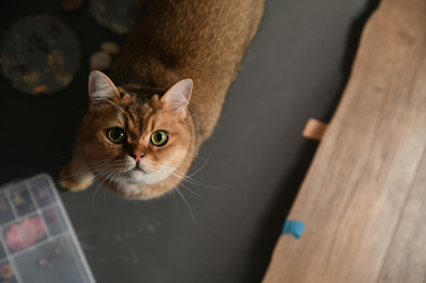 Приставы в России могут забрать питомца, если хозяин зарабатывает на нем деньги