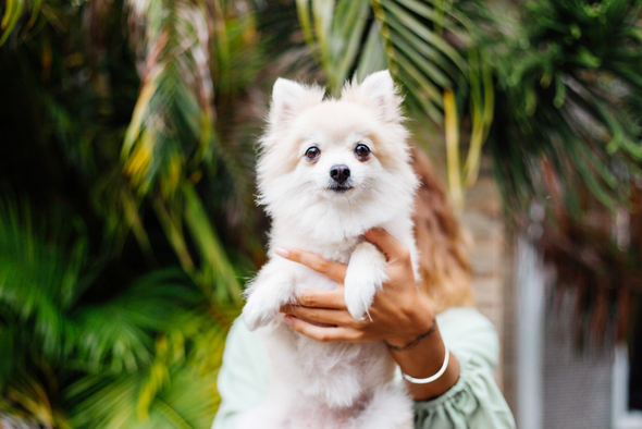 Самой дорогой собакой в Москве стала мальтийская болонка за 2,2 млн рублей