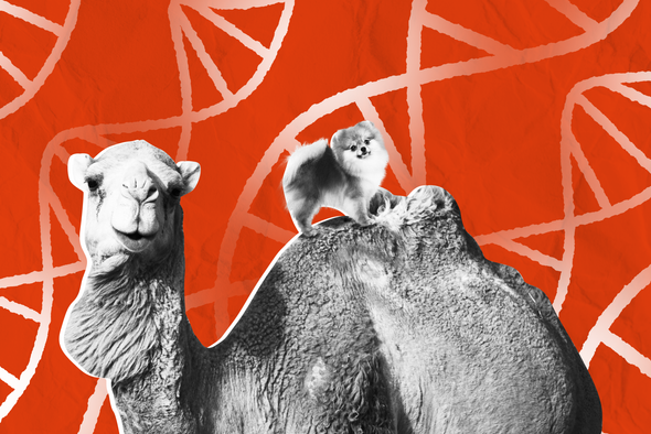 От шпица до верблюда: как в России работает рынок клонирования животных?