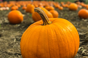 Замена Хеллоуину или городская легенда: что такое Тыквенный Спас и как его отмечают