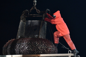 И рыбку съесть, и без денег остаться: почему дорожают треска, минтай и мойва?