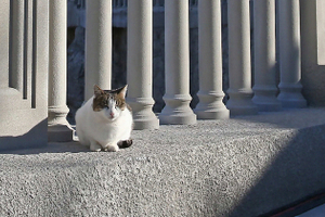 «Она сопротивлялась»: что грозит живодеру, который сбросил с обрыва кошку в «Ласточкином гнезде»?