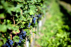 Пить меньше, платить больше: как рост цен и «трезвые» тренды меняют структуру алкогольного рынка