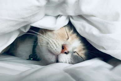 Сомнолог Кудинов: зимой для легкого пробуждения нужны лампы дневного света