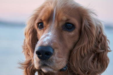 Кинолог Уражевский: у собак, как и у людей, есть четыре темперамента