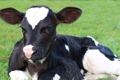 В Краснодарском крае получили клонированного теленка с нормальным весом