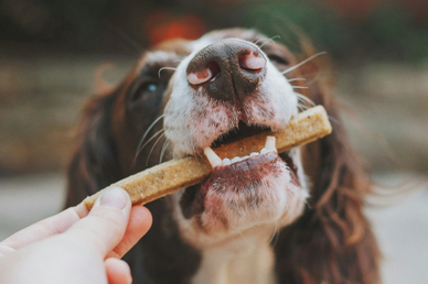 Ветеринар Цыпленков предупредил о риске травм из-за костей на новогоднем столе