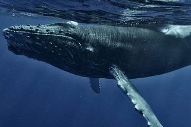 Биолог Каюмов: заработать $1 млн на рвоте кашалота в России не выйдет