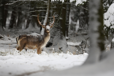 Падеж косуль на озерах Новосибирской области закончился через два дня