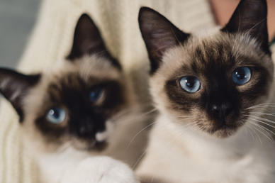 Кошки могут подружиться, если долго растут вместе