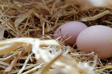 Птичий грипп на фабрике «Волжанин» не приведет к росту цен на яйца