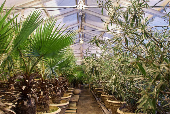 От агавы до кофейного дерева: какие экзотические растения есть в парках Москвы