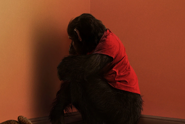 Точно не хороший мальчик: каким будет хоррор «Примат» про обезьяну-убийцу