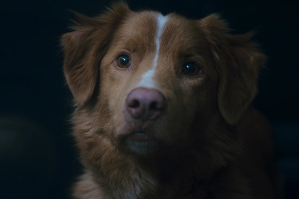 Кино про самого хорошего мальчика: каким получился хоррор «Глазами пса»