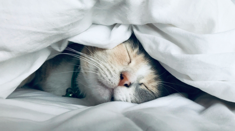 Kate Stone Matheson/Unsplash