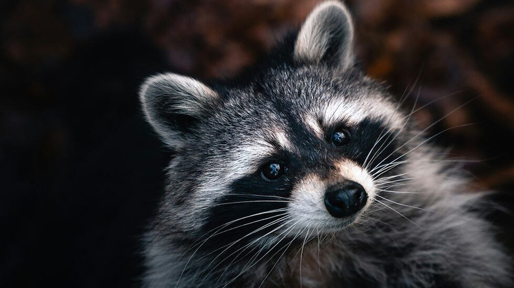 Chris Ensminger/Unsplash