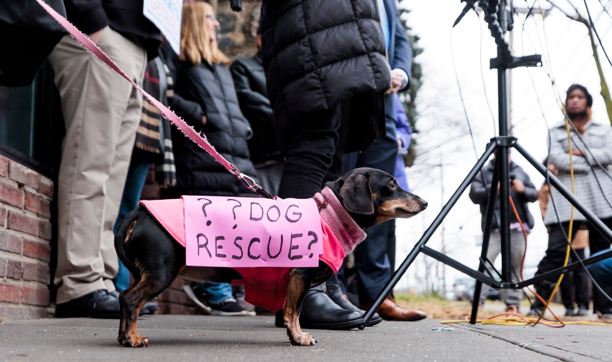 Протест у офиса Джорджа Сантоса в Нью-Йорке. Надпись на таксе гласит: «Спасение собаки??». JUSTIN LANE/EPA