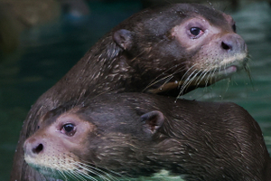 Гигантские выдры и малайские медведи: каких редких животных можно увидеть в Московском зоопарке?