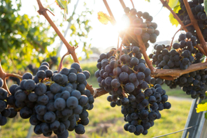 Крафт или шмурдяк? Чем опасно домашнее вино на курортах