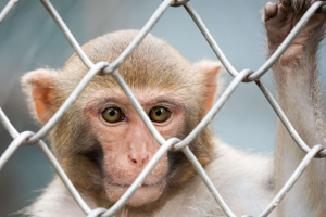 Экзотические животные — новый Rolex: мартышек и львов запретили держать дома, но куда их девать?