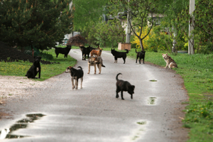 Сжигать, варить мыло, усыплять: как депутаты предлагали бороться с бродячими собаками?