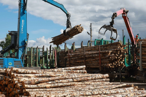 Лесная катастрофа: почему Россия теряет «зеленое золото»