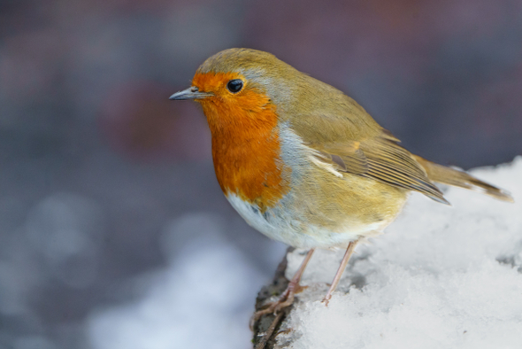 Экологический гайд: как помочь птицам этой зимой