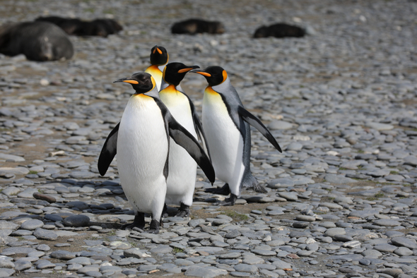 Символ Антарктиды на грани вымирания: что угрожает пингвинам?