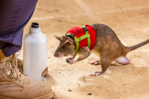 В поисково-спасательных операциях будут участвовать крысы