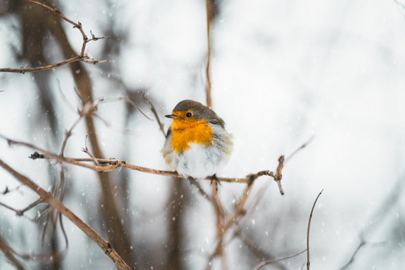 Гайд: как правильно кормить птиц зимой?