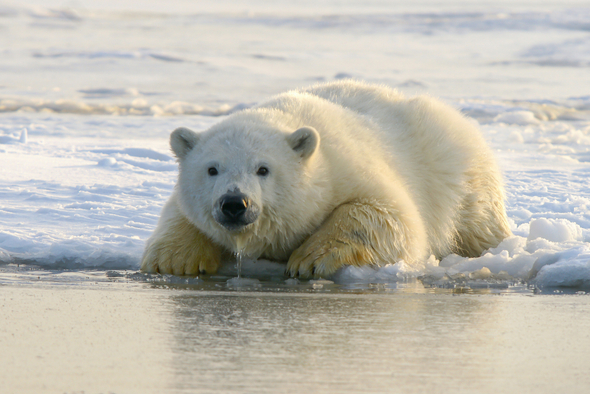 Арктика может остаться без льда. Как это скажется на экологии?
