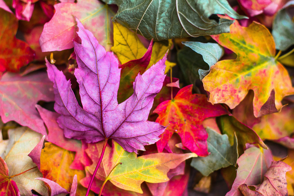 Красный, желтый, оранжевый: почему осенью листья меняют цвет?