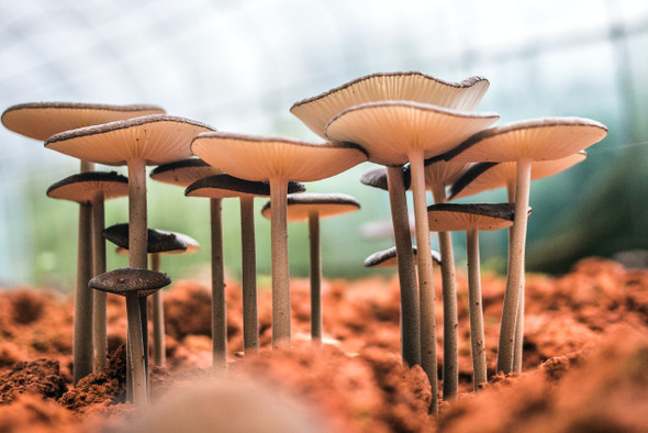 Универсальный материал: почему грибы скоро заменят нам пластик и железо  