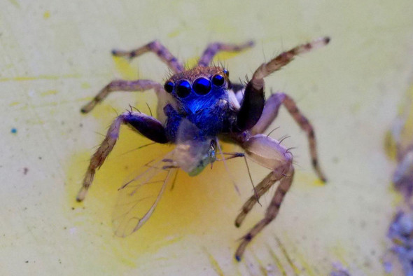 Австралийка открыла новый вид пауков, когда выбрасывала мусор