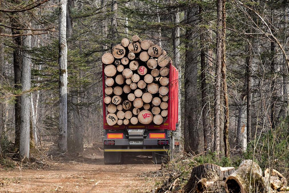 В России ужесточили ответственность за незаконный вывоз древесины
