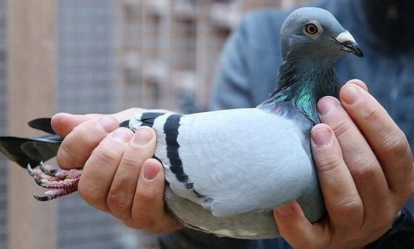 Китаец купил голубя почти за 2 миллиона 