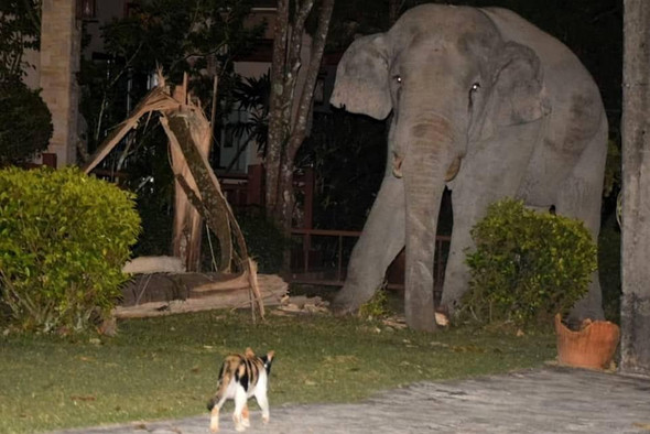 В таиландском городе Накхоннайк кот по кличке Симба защитил свой двор от слона