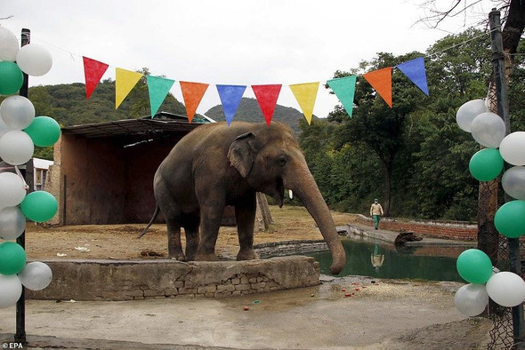 Самому одинокому слонику в мире закатили настоящую вечеринку по случаю переезда