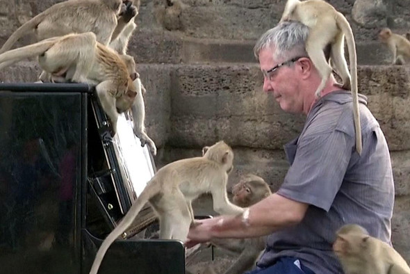 Британский пианист устроил концерт для обезьян в Таиланде