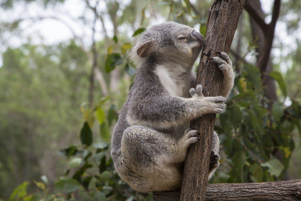 Спящая во время урагана коала покорила сеть 