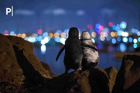 Фото с двумя овдовевшими пингвинами получило международную премию Ocean Photography Awards