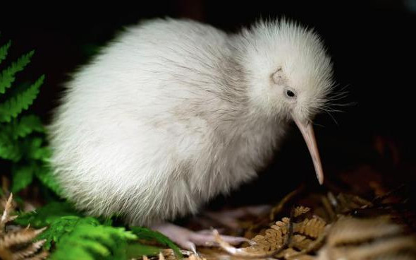 В новозеландском национальном центре дикой природы умерла единственная белая киви