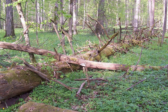 На нижегородца завели уголовное дело из-за сбора валежника