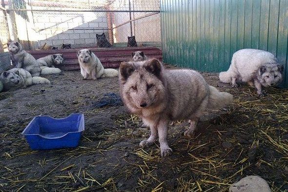 Житель Осетии спас диких животных и открыл для них реабилитационный центр
