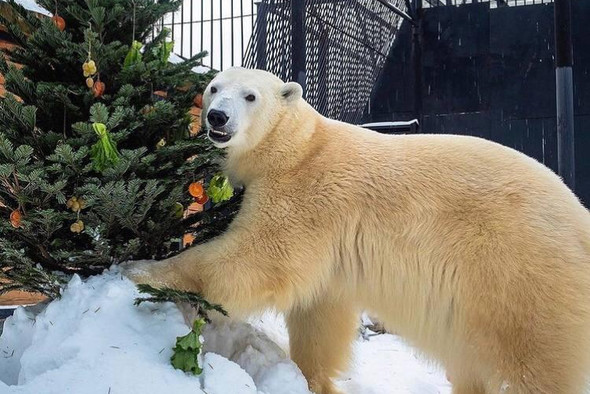 Московский зоопарк до 20 января открыл прием елок для корма животным