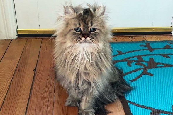Кот, олицетворяющий ушедший год своим грустным видом, покорил интернет